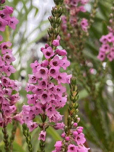 Image of Erica longiaristata by (c) Janine Steytler, some rights reserved (CC BY-SA)