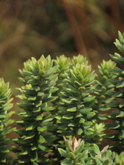 Monticalia ledifolia