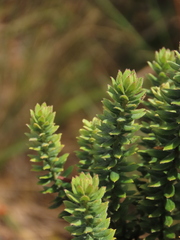 Monticalia ledifolia