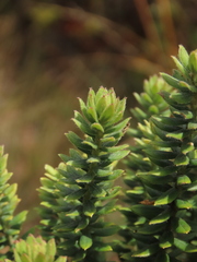 Monticalia ledifolia