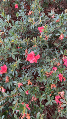 Rhododendron indicum