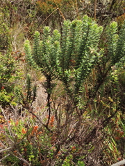 Monticalia ledifolia