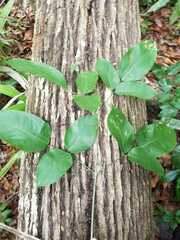 Platymiscium dimorphandrum