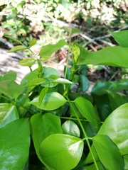Platymiscium dimorphandrum
