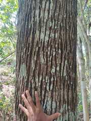 Platymiscium dimorphandrum