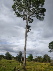 Platymiscium dimorphandrum
