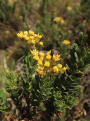 Monticalia ledifolia
