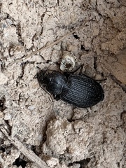 Licinus