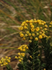 Monticalia ledifolia
