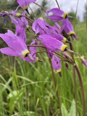 Primula jeffreyi