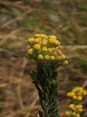 Monticalia ledifolia