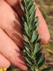 Monticalia ledifolia