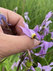 Primula jeffreyi