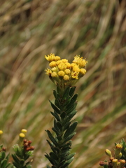Monticalia ledifolia