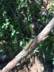 Automeris zugana