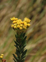 Monticalia ledifolia