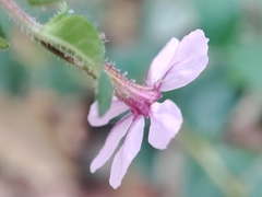 Cuphea hyssopifolia