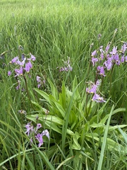 Primula jeffreyi