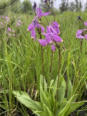 Primula jeffreyi