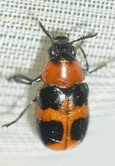 Coptocephala