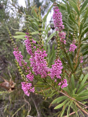 Image of Erica longiaristata by (c) Janine Steytler, some rights reserved (CC BY-SA)