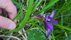 Iris graminea