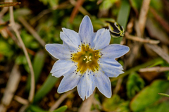 Gentiana sedifolia