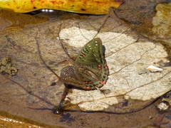 Euthalia lubentina arasada