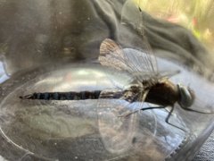 Rhionaeschna diffinis