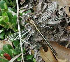 Phanogomphus spicatus