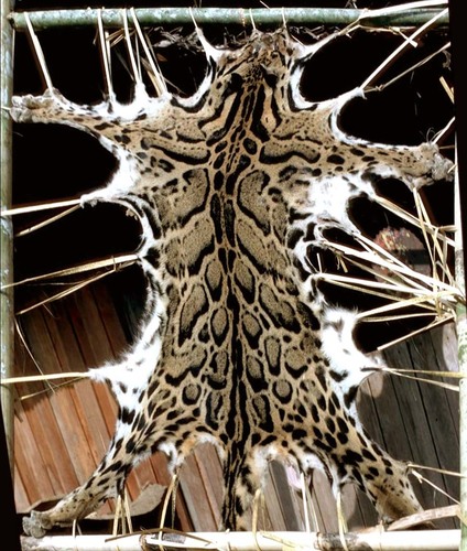 Neofelis nebulosa