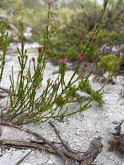 Erica corifolia