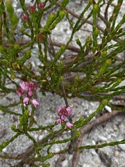 Erica corifolia