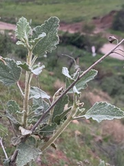 Malacothamnus foliosus