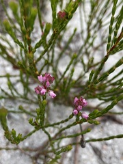 Erica corifolia