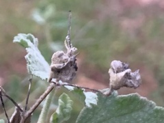 Malacothamnus foliosus