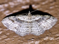 Costaconvexa centrostrigaria