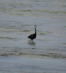 Egretta garzetta dimorpha