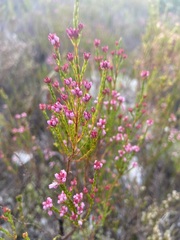 Erica corifolia