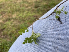 Chaerophyllum tainturieri