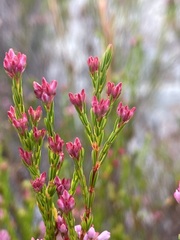 Erica corifolia