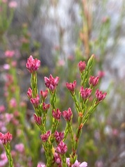 Erica corifolia