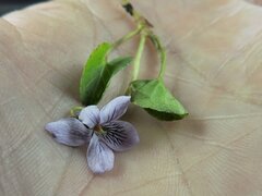 Viola palustris