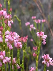 Erica corifolia