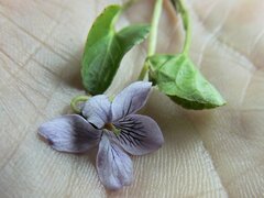 Viola palustris