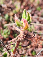 Chorizanthe