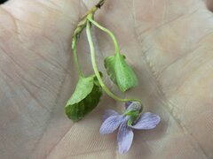 Viola palustris