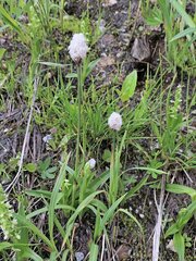 Eriophorum chamissonis