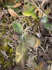Hieracium venosum