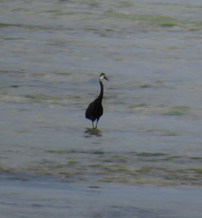 Egretta garzetta dimorpha